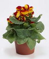 گوشواره ای